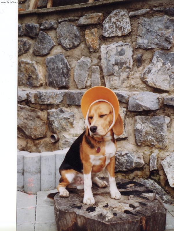 Foto: To je pa��k...