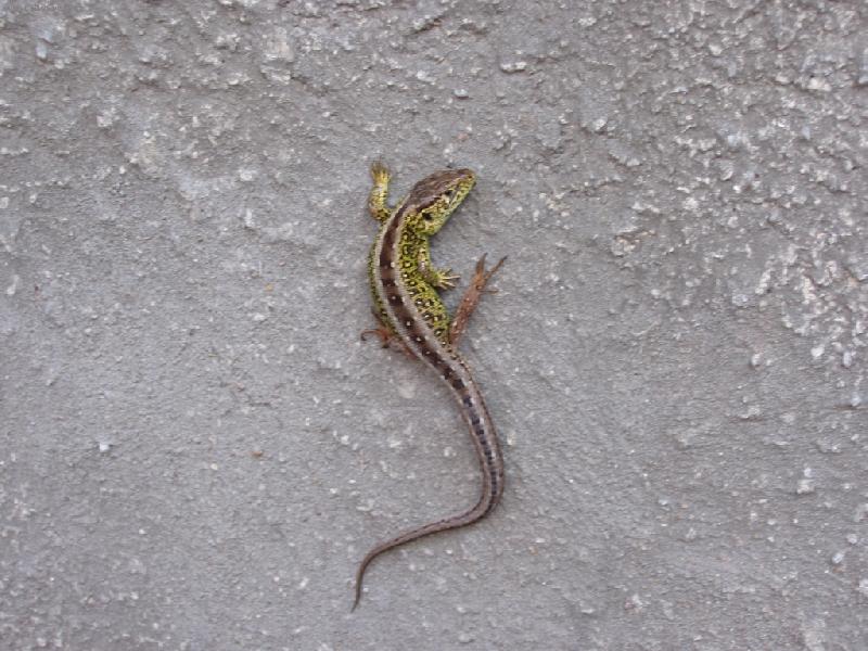 Foto: Je�t�rka-na�e letn� n�v�t�va-nezn�te ji?