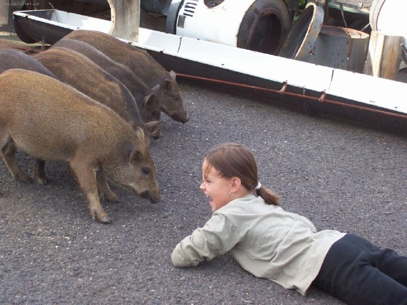 Foto: Odv�n� Mark�tka-Divo��ci a Mark�tka