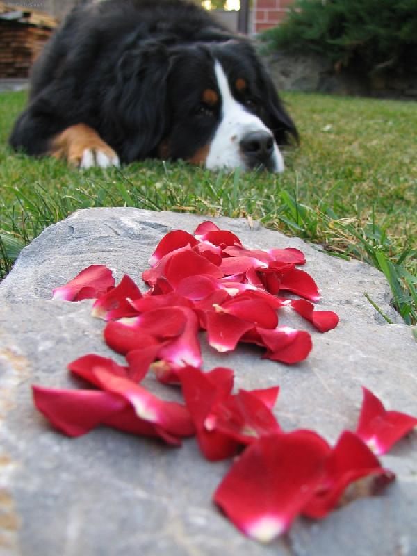 Foto: Azor from Billabongfarm-pokus o umelecku fotku