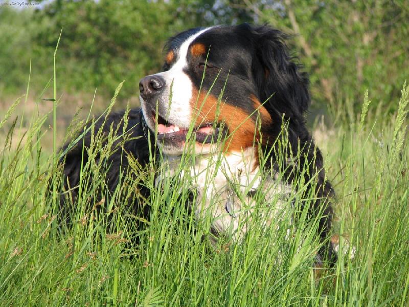 Foto: Azor from Billabongfarm-toto je moja tapeta v praci na monitore, bez tejto fotky v pozadi by sa mi nepracovalo dobre... zelena farba vraj ukludnuje...