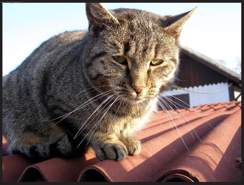 Foto: Ko�ka na rozp�len� st�e�e