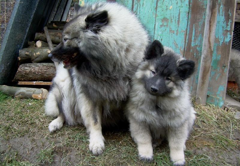 Foto: Te� je�t� hlavi�ky od sebe ...-... a jdeme pro pi�kotky