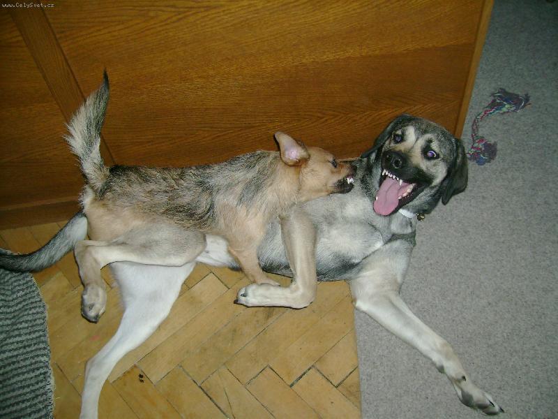 Foto: Takhle se doma pereme-Razi+Rox