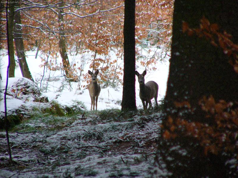 Foto: U n�s v lese