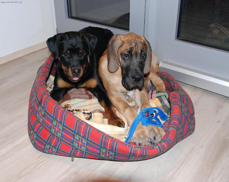 Foto: �t���tka-Doga Carry a RTW Ji�inka