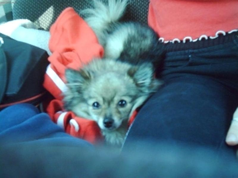 Foto: Roztomil� �ja-cesta autem na v�let