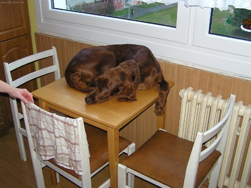 Foto: �e by v�za?-D�mon odpo��v�