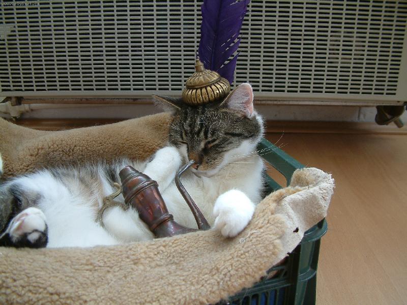 Foto: odpoledn� siesta