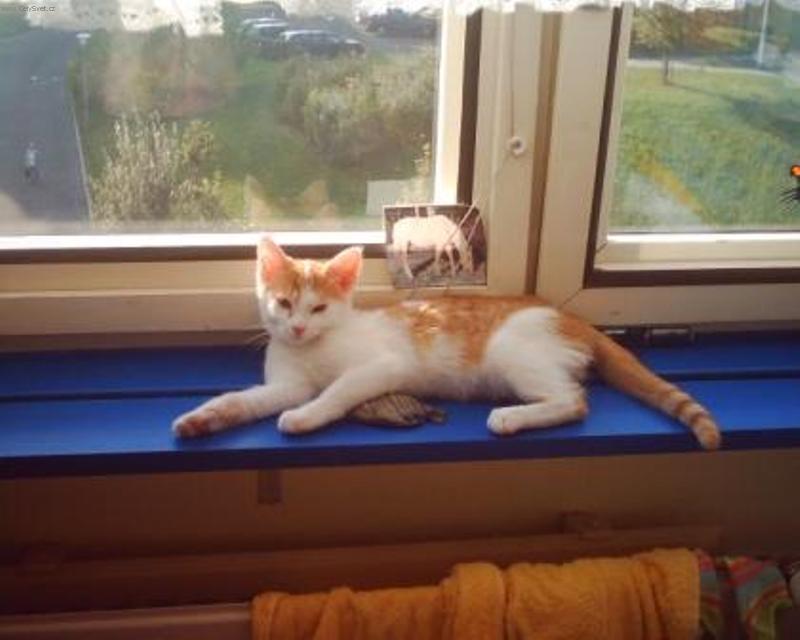 Foto: Dom�c� idilka-Lili odpo��v� na slunci u m� na okn� po dobr�m ob�d�