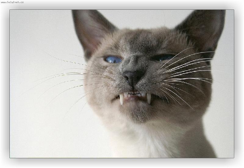 Foto: Pan Kocour Chilli-Toto nen� v�raz z�ke�n� ko�ky! Chilli zrovna doz�v�val, no :o) PS: omluvte zhor�enou kvalitu obrazu, bylo to foceno od boku :o)