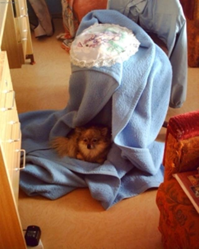 Foto: Tady bydl�m j�-To jste nikdy nevid�li psa v dece?