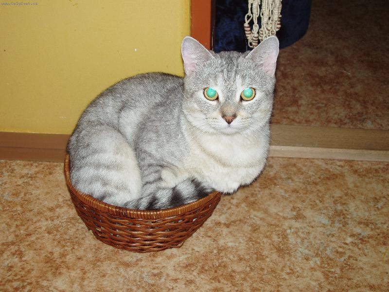 Foto: kocourek-Mazl�k