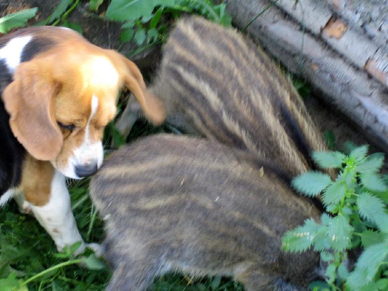 Foto: B�gl a dv� mal� pras�tka