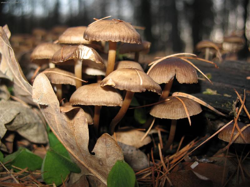 Foto: Houbi�ky-P�i lednov� proch�zce