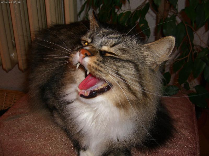 Foto: J� a na internetu?No to by jste m� rozesm�li.-Rozesm�tej Sult�nek