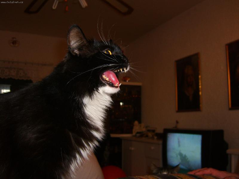 Foto: H� h� h� h� .. .. ..-Rozesm�t� Ladynka