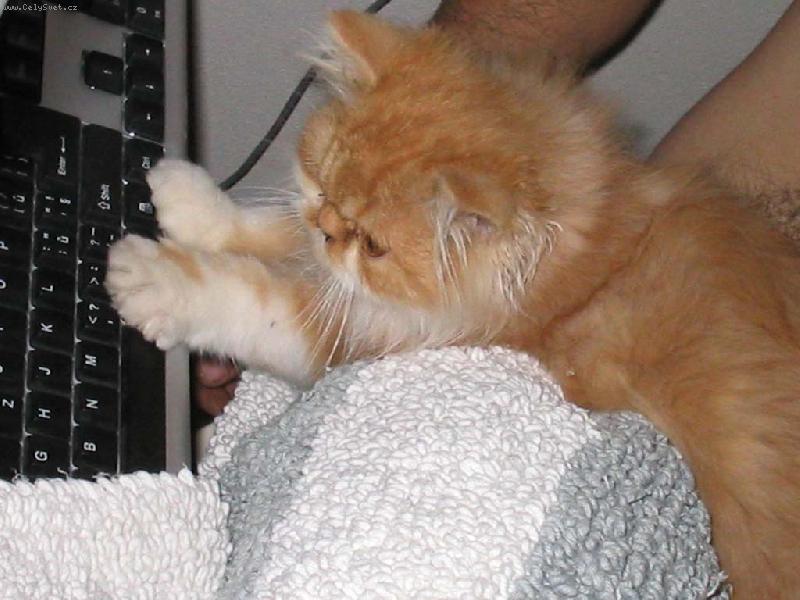 Foto: internet ho taky chytl ..-Pum�k kone�n� na netu