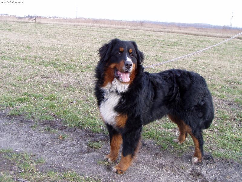 Foto: Achil z Opatovick�ch luk