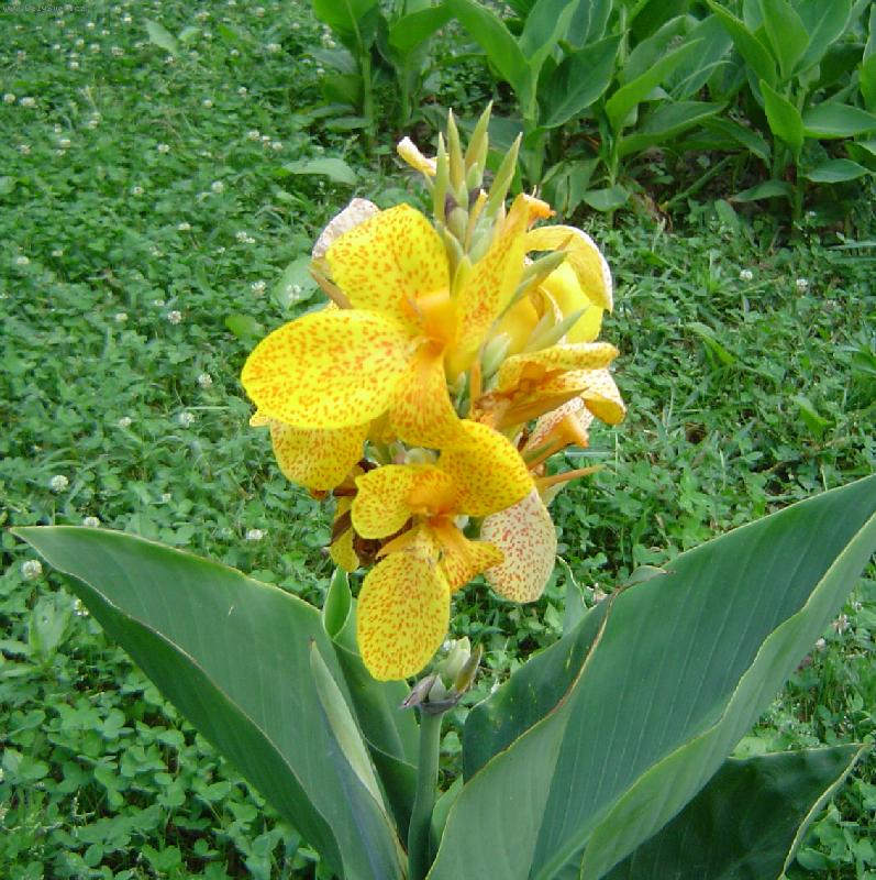 Foto: �lut� n�dhera-Nafoceno v Le�n�