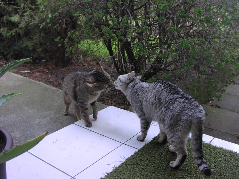Foto: sladk� pusinka-kocourci na schodech