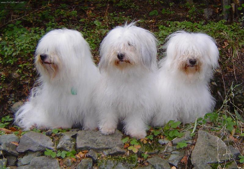 Foto: Matka s d�tmi-Zleva Ch.Arnold Kr�l Beskyd, Ch.Bahia Kr�l Beskyd a jejich matka ICh.Ch.Felon Revoka