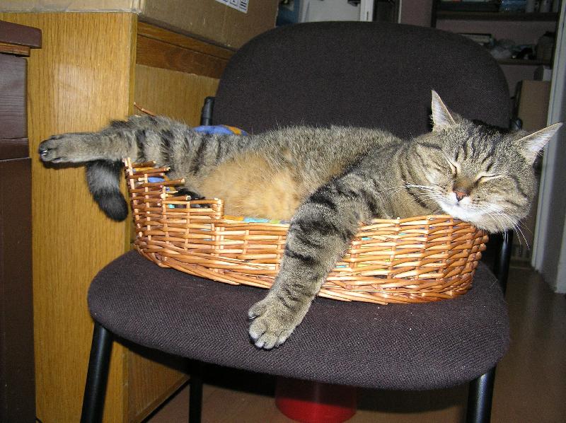 Foto: Kocour Silvestr-ko�i�� span�