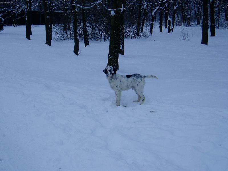 Foto: Anglick� setr-..ne v�n� nejsem dalmatin..