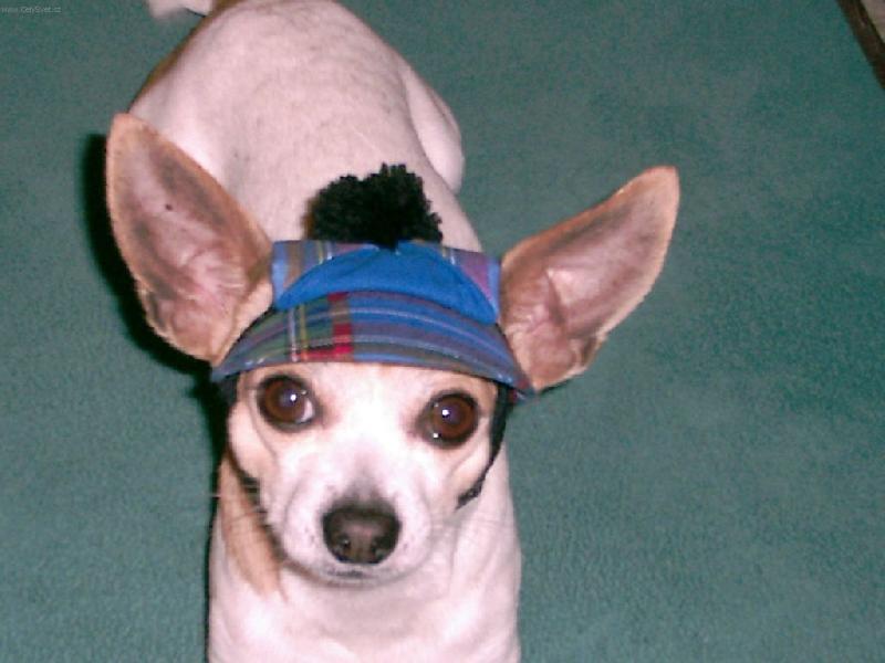 Foto: Pr�kazov� foto-N� Maxi p�i focen� na OP zapomn�l sundat pokr�vku hlavy...