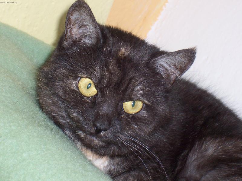 Foto: Nebezpe�n� �elma-Pozor, ze chv�li za�to��m (a skute�n� se tak stalo :o()