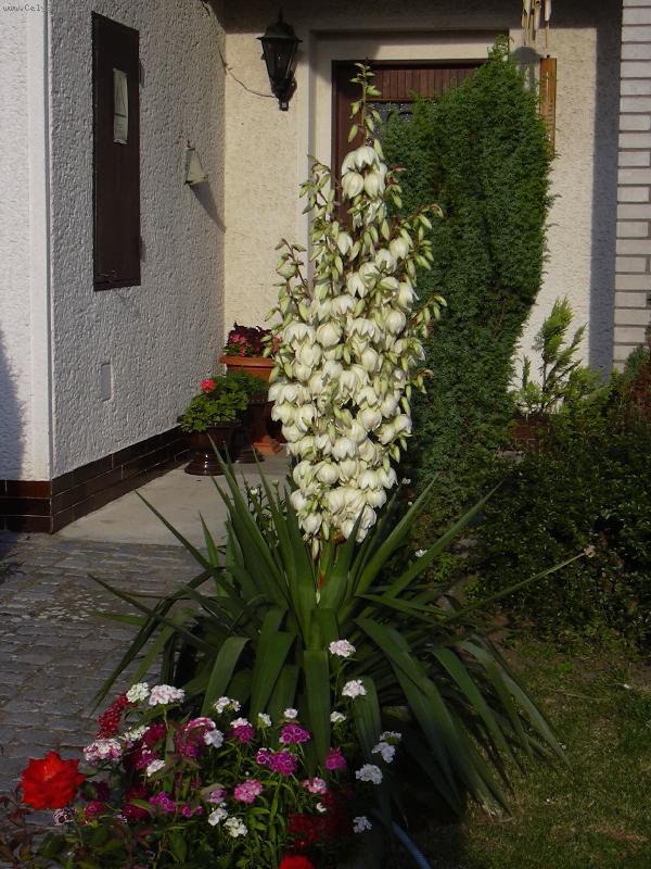 Foto: �pan�lsk� kr�sa na �esk� zahr�dce-Kvetouc� Juka