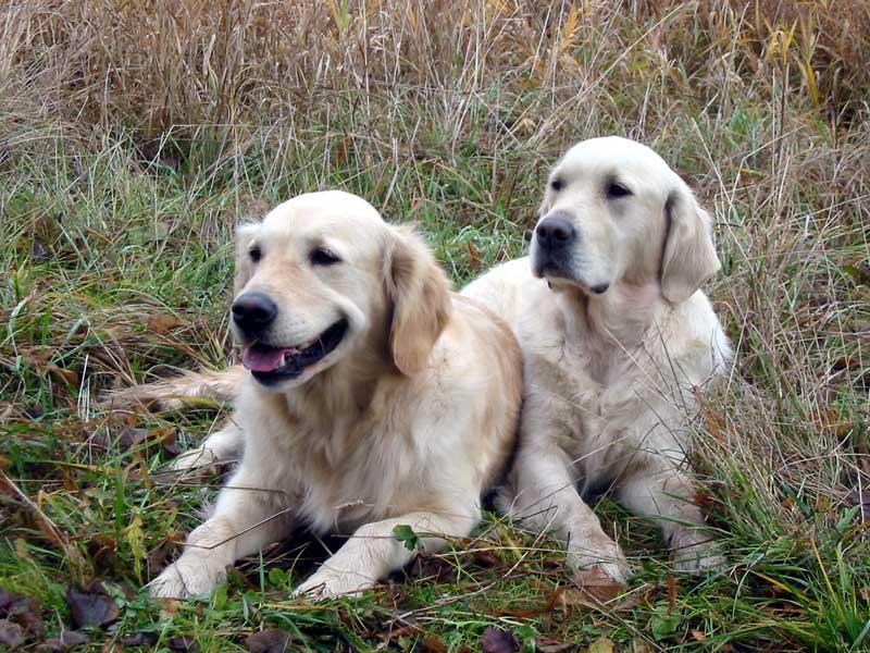 Foto: Zlat� retr�v�i-Nejsou sladc�?