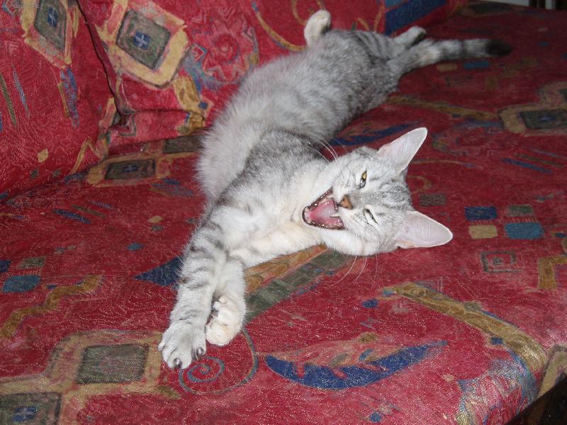 Foto: Bibinka-had nebo ko�ka ???