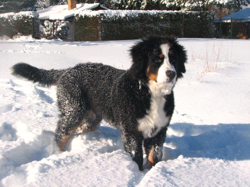 Foto: Zima 2007-Flipper chlupat� �t�st�