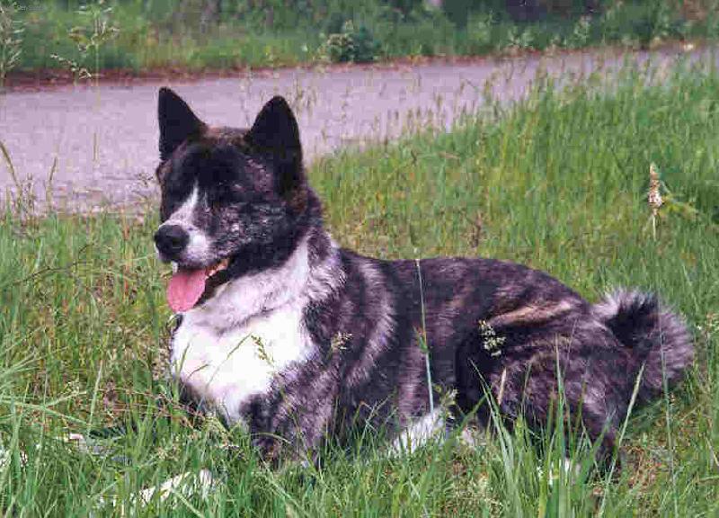 Foto: letn� romance-na�e akitka v travi�ce