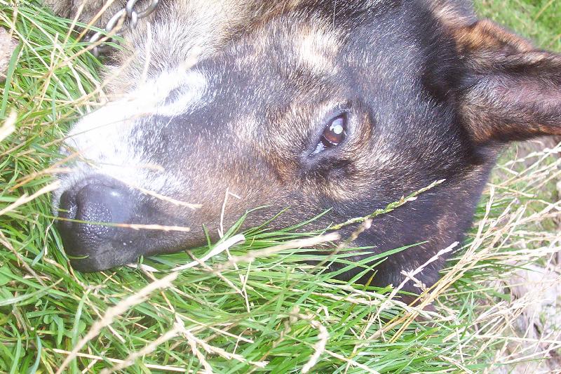 Foto: odpoledn� siesta v tr�v�.....-Beni�ek hajink�