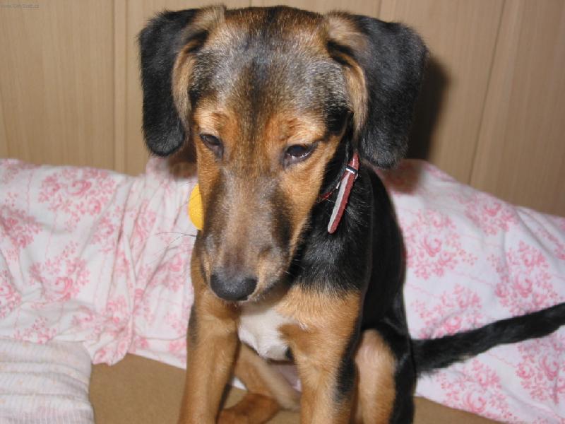 Foto: smutn� kouk�m-Bobinka - 4 m�s�ce