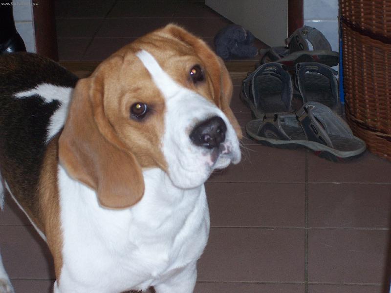 Foto: Jsem jedno velk� ucho tak pov�dej.