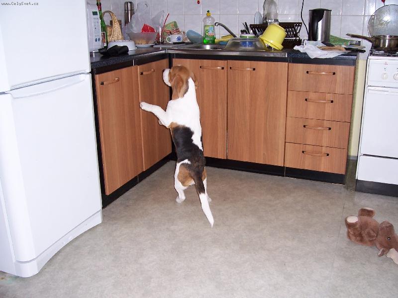 Foto: U� um�m st�t jako lidi hur�����