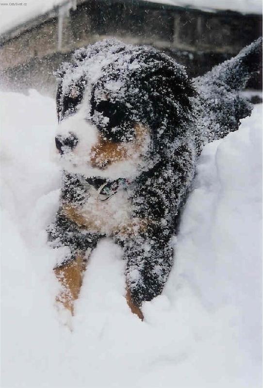 Foto: sn�hov� koule