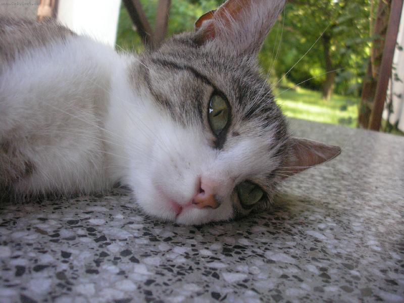 Foto: ��rinka pu�inka unaven� ko�inka :D-Na�e b�val� kr����sn� ko�i�ka, m�la jsem j� moooc r�da!