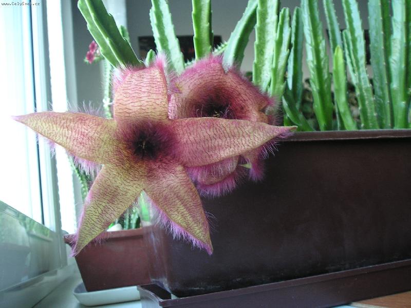 Foto: Stapelia Gigantea