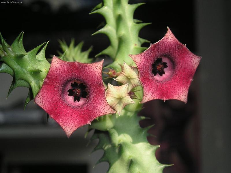 Foto: Huernia Macrocarpa detail-1024x768