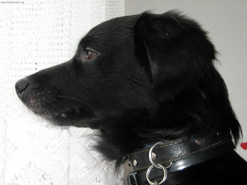 Foto: Odpoledn� melancholie-Den�sek