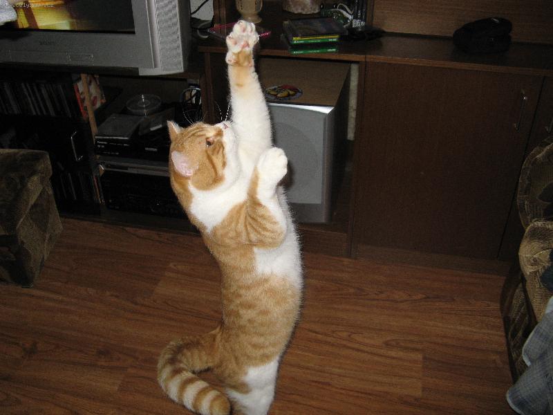 Foto: Dej sem tu my�ku, u� m�m nachystan� pa��tky!