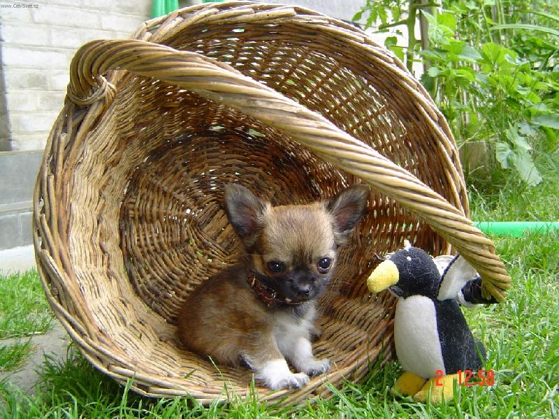 Foto: s tu���kem jdeme na houby-Arnetka z T�eba�sk�ho �dol�