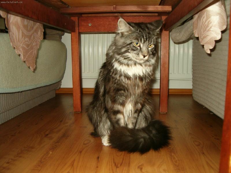 Foto: �bel-fe��k pod stolem :o)