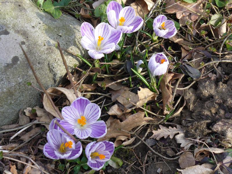 Foto: Kone�n� jaro