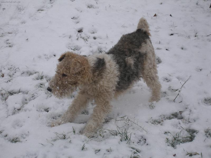 Foto: Pes-na�e Sanny