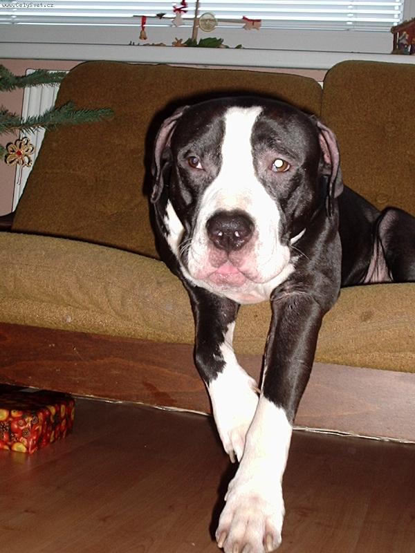 Foto: Nebyl by tam je�t� n�jak� d�re�ek\?\?-Babe \(Bejb\)V�noce 2006